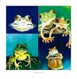 Stacy Bridenhagen Frogs I Have Known