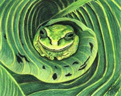 Morris Street - Puddle Frog