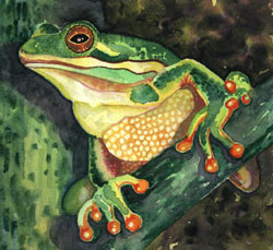 Morris Street - Green Tree Frog II.