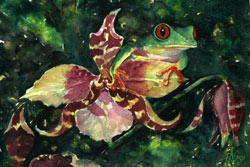 Morris Street - Red-eyed Tree Frog II