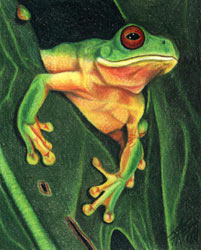 Morris Street - Red-eyed Tree Frogs V.