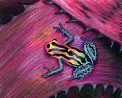 Morris Street - Poison-Dart Frog I