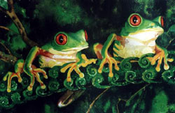 Morris Street - Red-eyed Tree Frogs IV