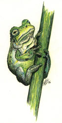 Morris Street - Grey Tree Frog