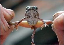5 leg frog