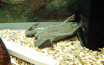 amphibia 2007