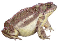 Gina Mikel - Eastern American Toad (Bufo americanus americanus)