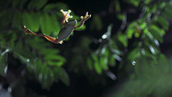 Flying frog